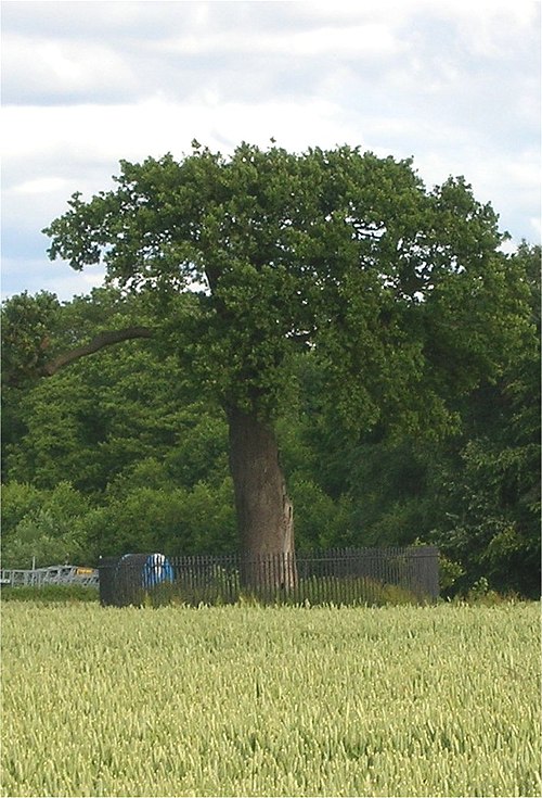 File:Royal Oak, Boscobel.jpg