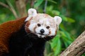 Red Panda (24676548308).jpg