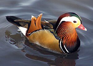 A male Mandarin Duck