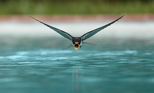 A front swallow flying over a swimming pool to drink