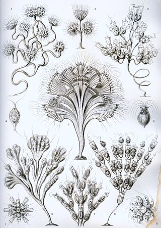 Flagellate