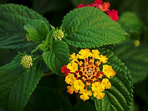 Flower and leaves of Lantana camara