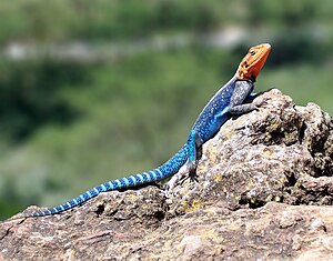 A Red-headed Rock Agama in Kenya