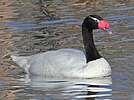 Seite 27: File:Black-necked Swan RWD.jpg Autor: DickDaniels (http://carolinabirds.org/) Lizenz: GNU 1.2+, CC BY-SA 3.0