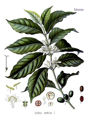 Coffea arabica from Köhler's Medizinal-Pflanzen