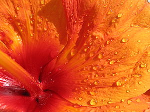 closeup of hibiscus