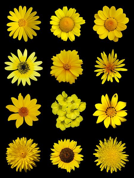 A poster of yellow flowers