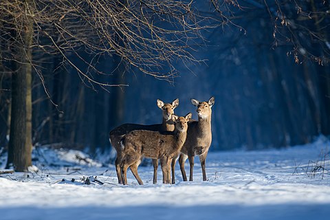 Cervus nippon in Kremenets Hills