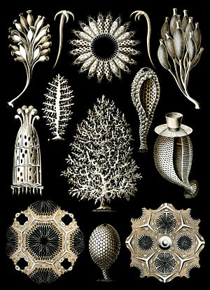 Haeckel Calcispongiae