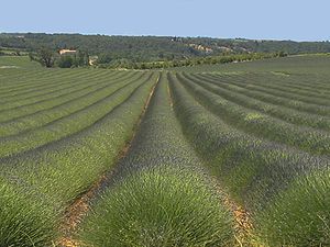 Field of lavender, Vaucluse, France