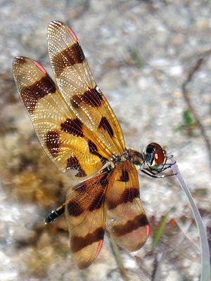 Halloween Pennant dragonfly, taken at Loxahatchee Preserve, 2006/06/17.