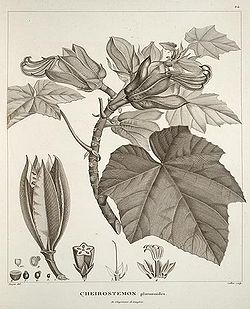 Humboldt botanical drawing published in his work on Cuba (Source: Wikimedia)