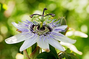 Passion Fruit Flower