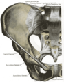 Anterior articulations of pelvis (Gray319.png)