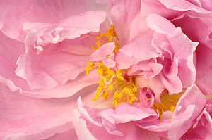 Detail of a peony