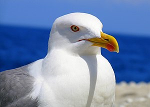 Larus