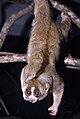 David Haring / Duke Lemur Center