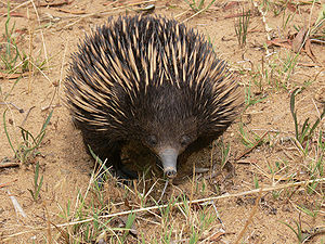 An Australian short beaked Echidna