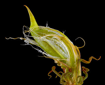 Diphyscium foliosum sporophyte