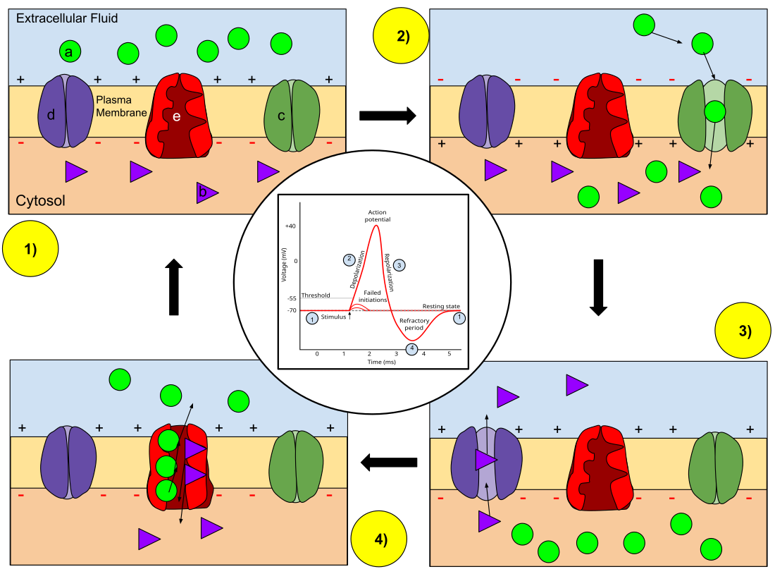 Sodium channel