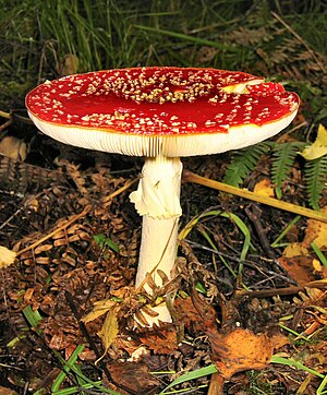 Amanita muscaria, Scotland