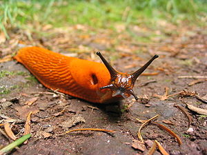 The Arion rufus slug.