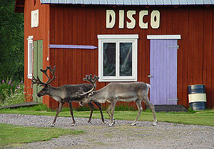 Ren on a small camping place in Lappland