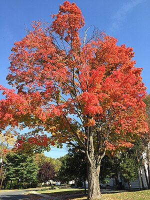 Sugar maple (Acer saccharum)