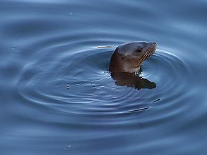 A seal sticking its head out of the water