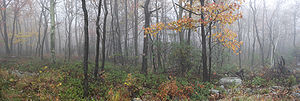 Foggy woods