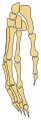 Hand bones