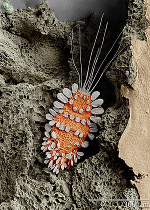 The Peacock mite (Tuckerella sp.) a beautiful but important pest on citrus in the tropics is shown on a tea stem.