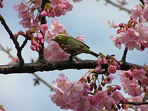 桜の枝にとまるメジロ