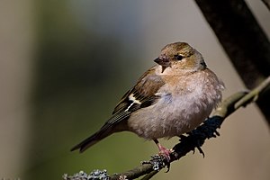 Fringilla Coelebs (Chaffinch), Female.