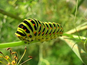 Papilio machaon caterpillar en face