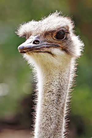 Image:Ostrich - melbourne zoo.jpg