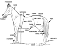 Horse Anatomy (PSF).png