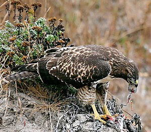 An hawk eating it's prey