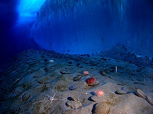 Marine life and ocean floor in front of ice wall in McMurdo Sound