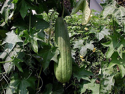 413px-Luffa_aegyptica.jpg
