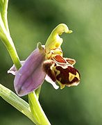 Flower of the Bee Ophrys, którego etykieta przypominająca brzuch samicy wabi samca