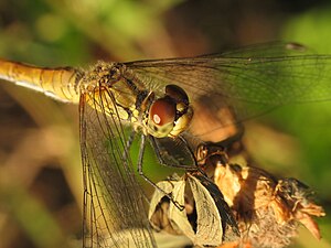 Coccothraustes coccothraustes