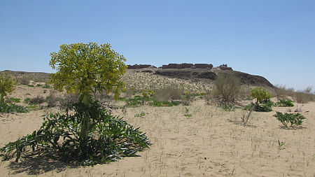 450px-Ferula_assa-foetida_%28Uzbekistan%29_1.jpg