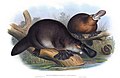 Richter, H. C. The mammals of Australia. by John Gould. (1845-1863)