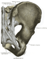 Posterior articulations of pelvis (Gray320.png)