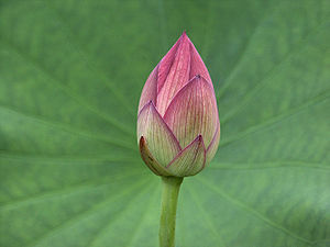 Lotus