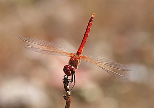 Red-veined darter