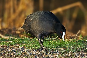 A Eurasian Coot (Fulica atra) looking for food in Tasmania, Australia