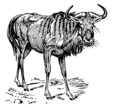 Gnu 2 (PSF).png