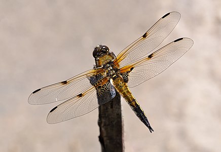 Four-spotted Chaser